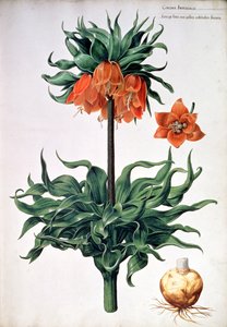 Fritillaria imperialis、c.1630
